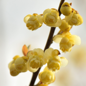 LITSEA CUBEBA 10ml